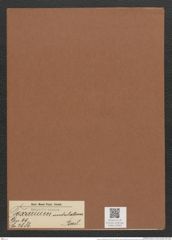 Toxarium undulatum Bail. (de-Toni-Nr.: Genus 69, Species 2686) Zeichnungen Sammlung Grunow Mappe 02903 (Herbarium_W_Grunow_drawings_Folder_02903)